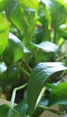 تبریک روز پزشک به پزشکان ایران زمین