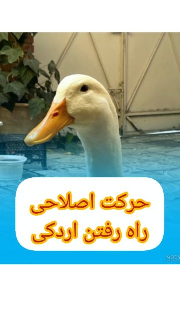 ورزش منظم برای درمان ضعف عضلات راه