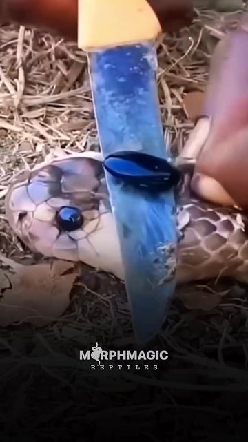 مهره مار داری؟