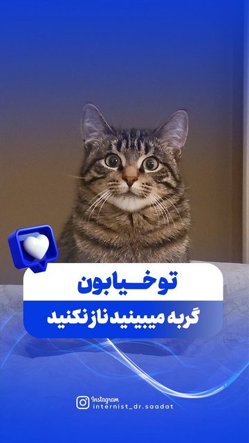 بیماری های قابل انتقال از گربه به انسان