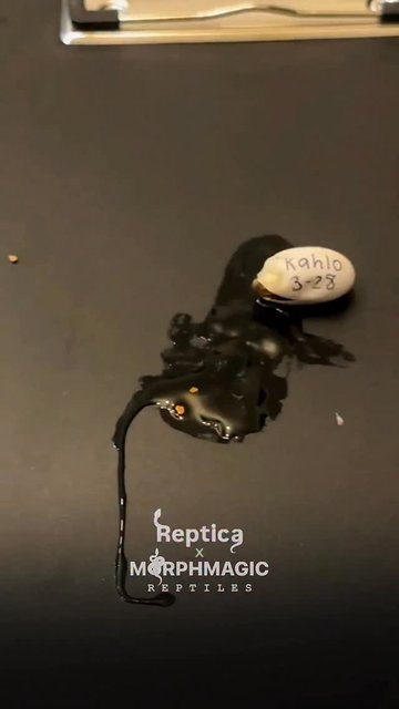 مارمولک ها، رازهای طبیعت و نگهبانان آرامش