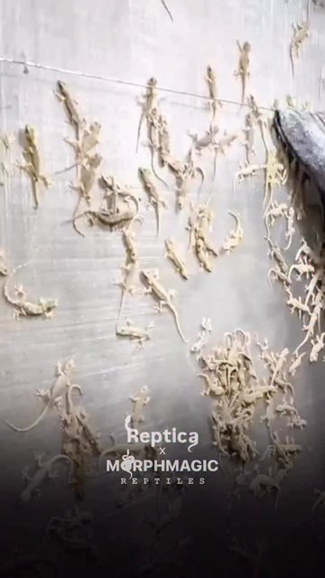 مارمولک، قهرمان خونگرمان و دوست خونگی مختلف