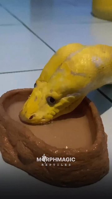 مار عجیب با ظاهر منحصر به فرد